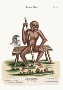 森の男、1749-73